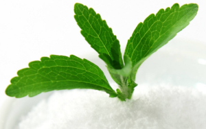 stevia_plant